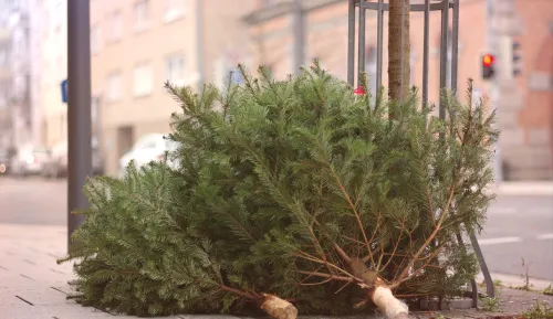 fenyőfa gyűjtési időpont